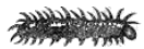 egel-rups