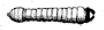 eikenboorworm