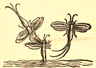 Cluyt, hemerobius of haft