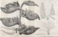 pl. 62: Phenakospermum Guianense Endl.