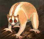 Stenops