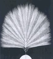 pluim